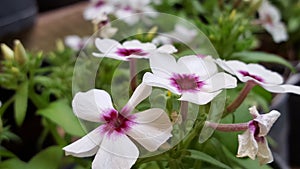 Petunia Close up flower white a purple center 2021 photo