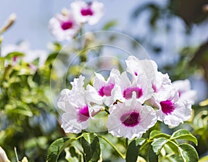 Close up of white purple flowers of jasminoides, or bower of beauty and bower vine in Israel, Migdal HaEmek