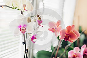 Close-up of white and purple Mountion, coral Narbonne orchid. Home flowers growth. Gardening hobby photo