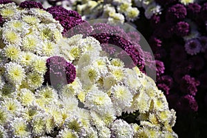 Close up of white and purple mums