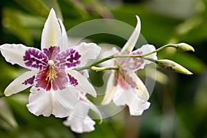 Close-up of white and purple oncidium orchid, Beallara Big Shot Hilo Sparkle