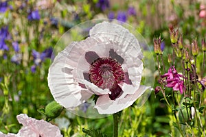 Close up of a white and purple oriental poppy, Papaver orientale or royal wedding photo