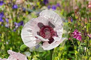 Close up of a white and purple oriental poppy, Papaver orientale or royal wedding