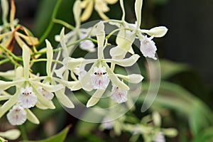 Encyclia Profuse Orchid Up Close photo