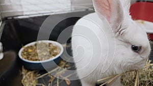 close-up white rabbit with blue eyes in a cage eats straw