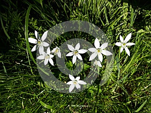 Close up of White Rain Lily, Zephyranthes Candida flowers.