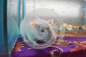 Close up of white rat or white albino on the table.