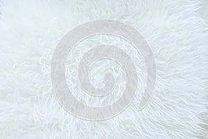 Close up of white real sheep skin texture background,Ready for product display montage.