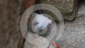 Close up of a white red eye mouse hiding between a bricks.