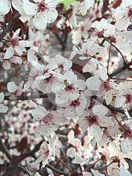 Close up of white and red flowers blooming on bush