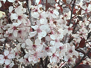 Close up of white and red flowers blooming on bush