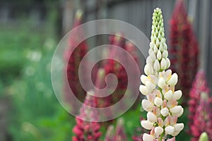 Close-up white and red lupin blossom, lupine flower in the garden