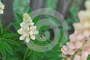 Close-up white and red lupin blossom, lupine flower in the garden