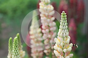 Close-up white and red lupin blossom, lupine flower in the garden