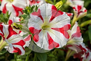 Close-up of white-red Petunia hybrida flowers blooming in the greenhouse