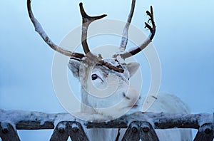 Close-up of white reindeer in Lapland