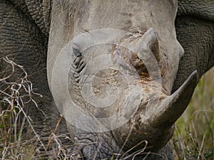 Close-up of a white rhino grazing in Kruger Nationalpark