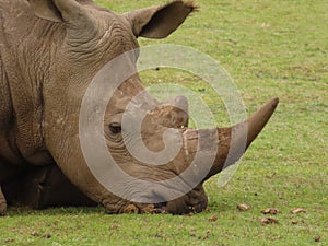 Close up of a white Rhino head