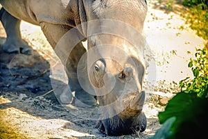 Close up White Rhino head