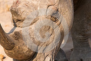 Close-up of a white rhino head with a tough wrinkled skin