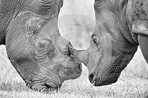 Close-up of a white rhino head with tough wrinkled skin