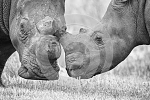 Close-up of a white rhino head with tough wrinkled skin