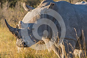 Close-up of a White Rhino rhinoceros standing in the African savannah during a safari, showing his horn
