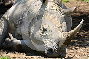 Close-up of a white rhinoceros