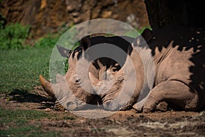 Close-up of white rhinoceros dozing in shade