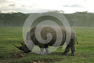 Close up of a white rhinoceros exemplar having lunch in the african savannah, in kenya photo