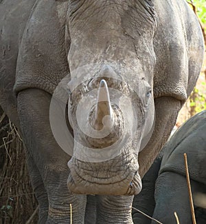 Close up of a white rhinoceros lying under a tree