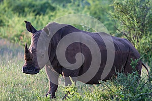 Close up a white rhinoceros photo