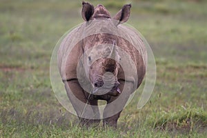 Close up a white rhinoceros photo