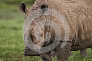 Close up a white rhinoceros photo