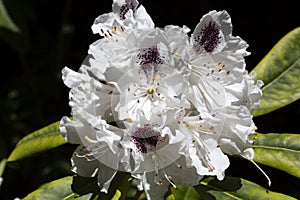 Close up of white rhododendron