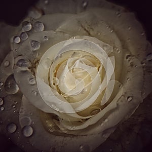 Close-up of a white rose