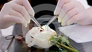 close-up White rose with artificial blood scalpel and surgical instruments for cutting operation suturing tissue