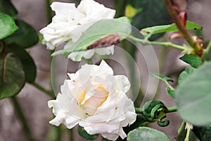 close up white rose beautiful summer day