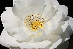 Close up of white rose bloom with stamen and pollens