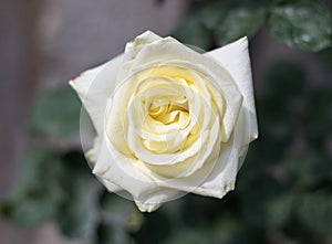 Close up white rose blooming in garden valentine day.