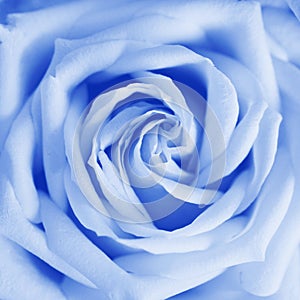 Close up of white rose flower background with bokeh made of Classic Blue 2020 color. Color of year 2020 blurred sparkling backdrop