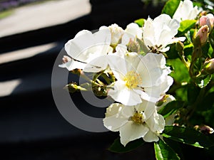 A Close-up white Rose `Honey flow` in a summer at a botanical garden.