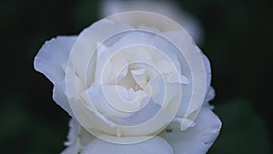 Close up of white rose petals. Selective focus. Flowers background