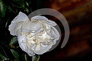 Close up of white rose with water drop. Shallow depth of field