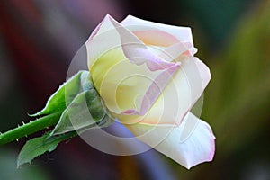 Close up of white rosebud with hints of pink and yellow.