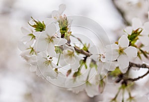 white sakura Somei Yoshino blossom near Osaka castle photo