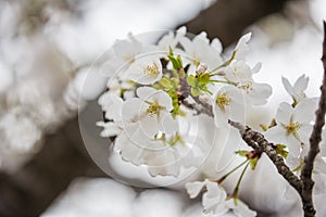 White sakura Somei Yoshino blossom near Osaka castle photo