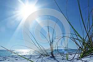 Close up white sand beach and green bushes over sunny blue sky a