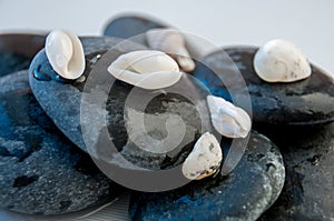 Close-up of white sea shells on wet round stones