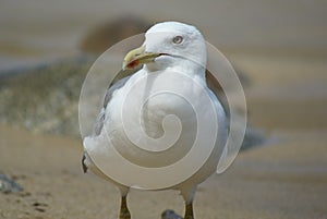 Close up of a white seagull standing on a sandy beach